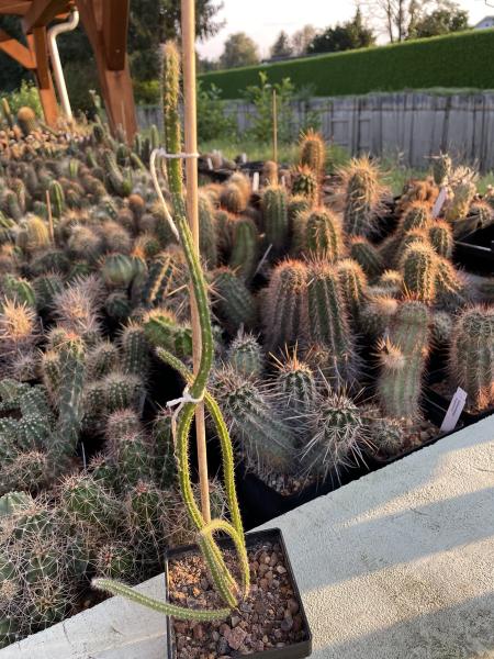 Selenicereus grandiflorus v. Cayo Coco Kuba